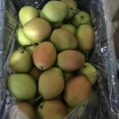 陕西冷库香梨2两半到3两半的0.9元每斤起装！