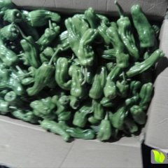 儋州新州谢坚助1月二炮辣椒