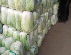 山东肥城北京新三号白菜质量上乘