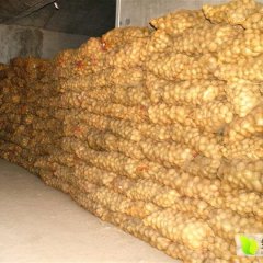 2016民乐土豆价格波动不大