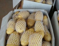 2016肥城白菜抓住商机无限