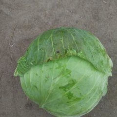 2016嘉鱼甘蓝抓住商机无限