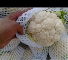 2016年河北永年雪玉价格