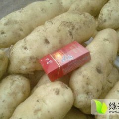 岱岳土豆上货量大,角峪王纪清诚信合作