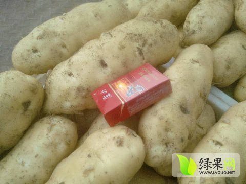 2016年山东岱岳荷兰十五价格