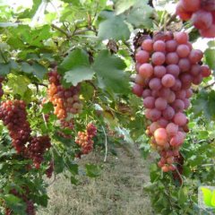 浙江温岭巨峰葡萄欢迎合作