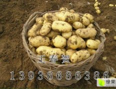 呼兰白奎王春贺8月至五月尤金885土豆