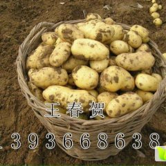 呼兰白奎王春贺8月至五月尤金885土豆