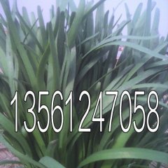 山东莘县平韭6号韭菜著名品种