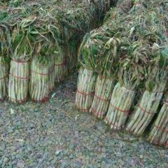 章丘大葱价格行情平稳,枣园李大葱诚信合作