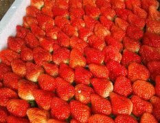 平度草莓是名优特产,云山吕鹏飞诚信合作