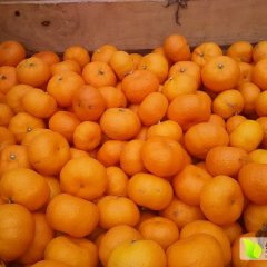 江西南丰蜜桔(贡桔）是全国名优特产