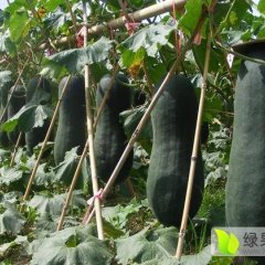 龙门永汉刘晓立1月黑皮冬瓜