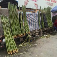 南县大通付明1月青皮甘蔗