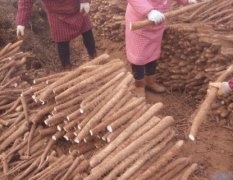 牡丹山药质量上乘,小留李玉光诚信合作