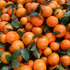 兴安沙糖桔质量上乘兴安黄彩云诚信合作