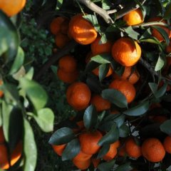 昭平沙糖桔名优产品,走马盘家龙诚信合作