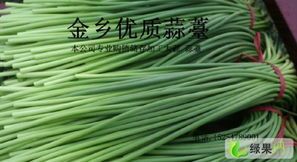 金乡姬琦琦供应《优质蒜薹》