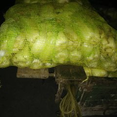 宜城郑集周先生11月娃娃菜其他蔬菜