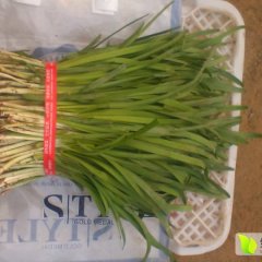 莘县张鲁耿爱义富生韭菜