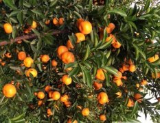 2016柳城柑橘值得出手