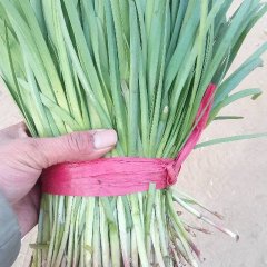 昌黎靖安1月汉中韭王韭菜