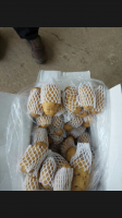 山东肥城荷兰十五土豆西瓜是名优特产