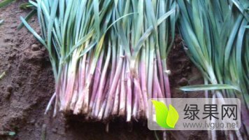 2016龙口韭菜抓住商机无限