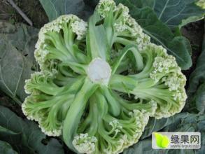 代销各种花菜，诚信、客源稳定、销量大、回款