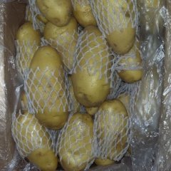 肥城市大量冷库库存土豆外售