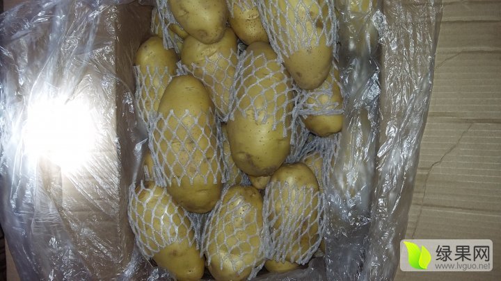 2016年山东肥城荷兰十五价格