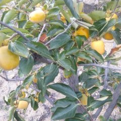 费县柿子香甜可口大田孙宗君诚信合作