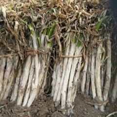 山东寿光长白大葱产销两旺