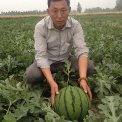 改良盈克西瓜种子