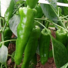 夏邑辣椒随行就市,何营小何诚信合作