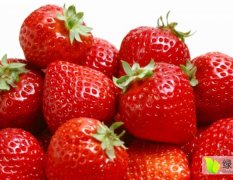2016西昌草莓果大 味道好 绿色食品