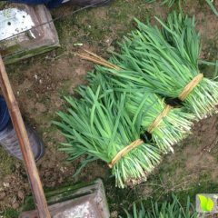 莘县燕店王世民1月汉中韭王韭菜