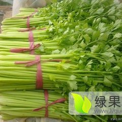 中牟芹菜价格行情平稳,万亩陈付强诚信合作