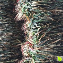 我库有部分保鲜大葱出售中……