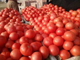 山东费县硬粉：薛庄镇徐龙华