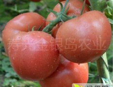 极早熟大果硬粉番茄种子适合北方早春秋延，南方早春