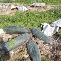 2016惠来冬瓜抓住商机无限