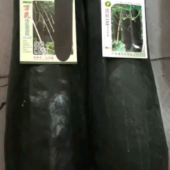 滕州黑皮冬瓜大量上市