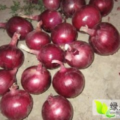 2016西昌洋葱收购工作全面开展