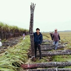 广西宾阳黑皮果蔗甘蔗是名优特产