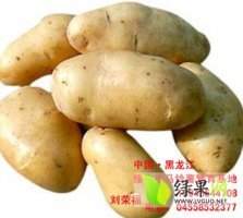 黑龙江优质荷兰十五土豆种子