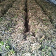 本人常年经营章丘大葱，铁杆大葱