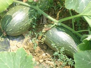 本人种有60亩秘本南瓜预计2016年3月至4月份上市