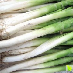 江苏沛县铁杆大葱火爆招商中