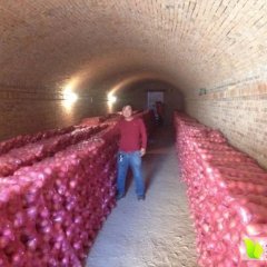 山西临猗北辛地窖膜袋红富士苹果含泪甩卖